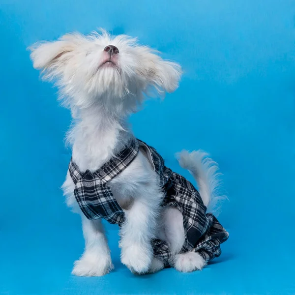 Female Maltese Photo Shoot Session Studio Pet Photography Black Dress — Stock Photo, Image