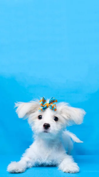 Female Maltese Photo Shoot Session Studio Pet Photography Blue Background — Photo