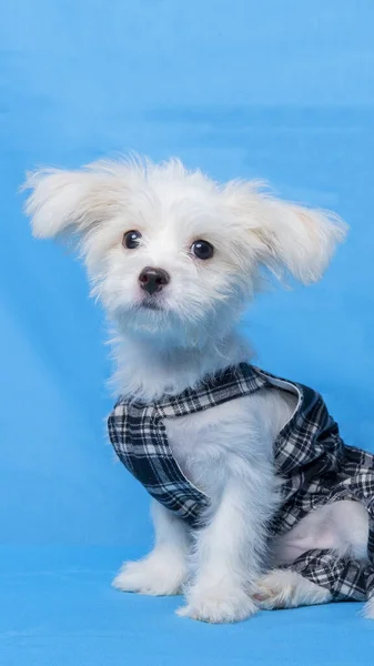 Female Maltese Photo Shoot Session Studio Pet Photography Black Dress — Zdjęcie stockowe