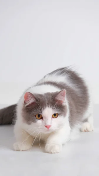 Gray White Female Persian Fluffy Cat Photo Shoot Session Studio Fotos De Stock