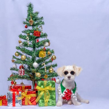 A White Female Dog Maltese photoshoot pet photography with christmas shirt and decoration or dress with grey background