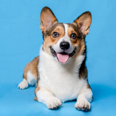Bir erkek Corgi Pembroke Galsh fotoshoot fotoğraf stüdyosu mavi arka plan temalı elbise ve dekorasyonla izole edilmiş.