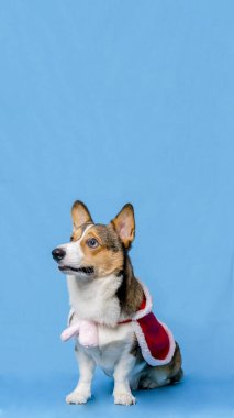 Bir erkek Corgi Pembroke Galsh fotoshoot fotoğraf stüdyosu mavi arka plan temalı elbise ve dekorasyonla izole edilmiş.