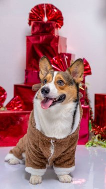 Bir erkek Corgi Pembroke Galsh Photoshoot Fotoğrafçılık Stüdyosu Yılbaşı temalı elbise ve dekorasyon