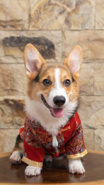 Bir erkek Corgi Pembroke Galsh fotoshoot fotoğraf stüdyosu mavi arka plan temalı elbise ve dekorasyonla izole edilmiş.