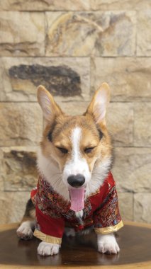 Bir erkek Corgi Pembroke Galsh fotoshoot fotoğraf stüdyosu mavi arka plan temalı elbise ve dekorasyonla izole edilmiş.