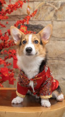 Bir erkek Corgi Pembroke Galsh fotoshoot fotoğraf stüdyosu mavi arka plan temalı elbise ve dekorasyonla izole edilmiş.