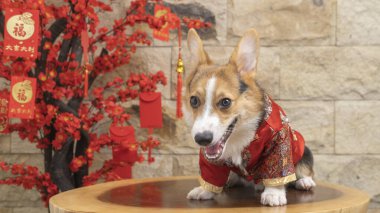 Bir erkek Corgi Pembroke Galsh fotoshoot fotoğraf stüdyosu mavi arka plan temalı elbise ve dekorasyonla izole edilmiş.