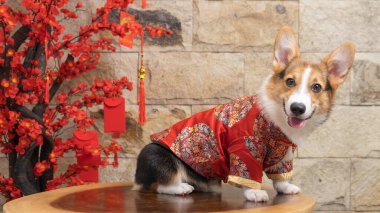 Bir erkek Corgi Pembroke Galsh fotoshoot fotoğraf stüdyosu mavi arka plan temalı elbise ve dekorasyonla izole edilmiş.