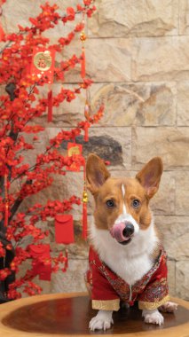 Bir erkek Corgi Pembroke Galsh fotoshoot fotoğraf stüdyosu mavi arka plan temalı elbise ve dekorasyonla izole edilmiş.