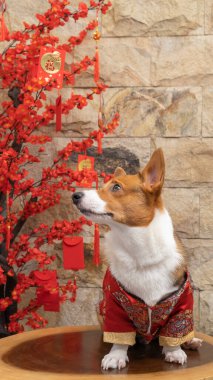 Bir erkek Corgi Pembroke Galsh fotoshoot fotoğraf stüdyosu mavi arka plan temalı elbise ve dekorasyonla izole edilmiş.