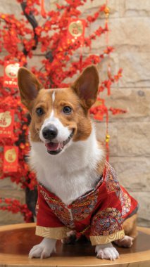 Bir erkek Corgi Pembroke Galsh fotoshoot fotoğraf stüdyosu mavi arka plan temalı elbise ve dekorasyonla izole edilmiş.