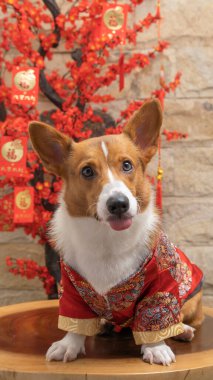 Bir erkek Corgi Pembroke Galsh fotoshoot fotoğraf stüdyosu mavi arka plan temalı elbise ve dekorasyonla izole edilmiş.