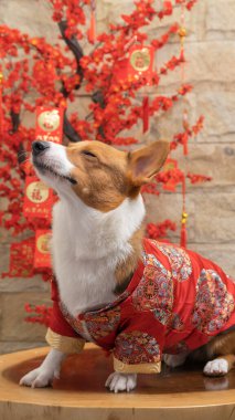 Bir erkek Corgi Pembroke Galsh fotoshoot fotoğraf stüdyosu mavi arka plan temalı elbise ve dekorasyonla izole edilmiş.