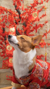 Bir erkek Corgi Pembroke Galsh fotoshoot fotoğraf stüdyosu mavi arka plan temalı elbise ve dekorasyonla izole edilmiş.