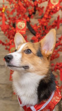 Bir erkek Corgi Pembroke Galsh fotoshoot fotoğraf stüdyosu mavi arka plan temalı elbise ve dekorasyonla izole edilmiş.