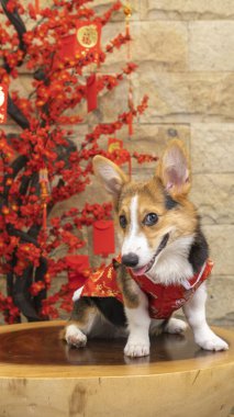 Bir erkek Corgi Pembroke Galsh fotoshoot fotoğraf stüdyosu mavi arka plan temalı elbise ve dekorasyonla izole edilmiş.