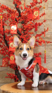 Bir erkek Corgi Pembroke Galsh fotoshoot fotoğraf stüdyosu mavi arka plan temalı elbise ve dekorasyonla izole edilmiş.