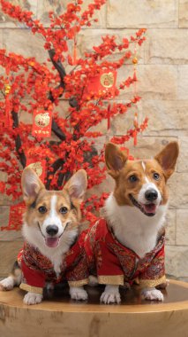 Bir erkek Corgi Pembroke Galsh fotoshoot fotoğraf stüdyosu mavi arka plan temalı elbise ve dekorasyonla izole edilmiş.