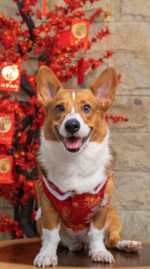 Bir erkek Corgi Pembroke Galsh fotoshoot fotoğraf stüdyosu mavi arka plan temalı elbise ve dekorasyonla izole edilmiş.