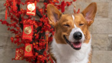 Bir erkek Corgi Pembroke Galsh fotoshoot fotoğraf stüdyosu mavi arka plan temalı elbise ve dekorasyonla izole edilmiş.