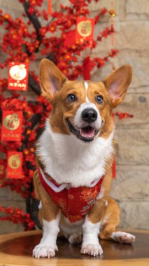 Bir erkek Corgi Pembroke Galsh fotoshoot fotoğraf stüdyosu mavi arka plan temalı elbise ve dekorasyonla izole edilmiş.