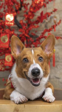 Bir erkek Corgi Pembroke Galsh fotoshoot fotoğraf stüdyosu mavi arka plan temalı elbise ve dekorasyonla izole edilmiş.
