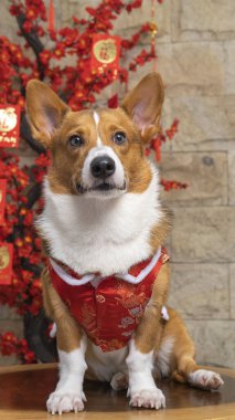 Bir erkek Corgi Pembroke Galsh fotoshoot fotoğraf stüdyosu mavi arka plan temalı elbise ve dekorasyonla izole edilmiş.