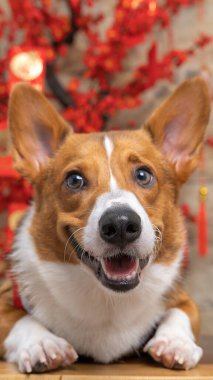 Bir erkek Corgi Pembroke Galsh fotoshoot fotoğraf stüdyosu mavi arka plan temalı elbise ve dekorasyonla izole edilmiş.