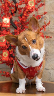 Bir erkek Corgi Pembroke Galsh fotoshoot fotoğraf stüdyosu mavi arka plan temalı elbise ve dekorasyonla izole edilmiş.