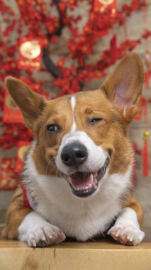 Bir erkek Corgi Pembroke Galsh fotoshoot fotoğraf stüdyosu mavi arka plan temalı elbise ve dekorasyonla izole edilmiş.