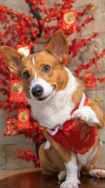 Bir erkek Corgi Pembroke Galsh fotoshoot fotoğraf stüdyosu mavi arka plan temalı elbise ve dekorasyonla izole edilmiş.