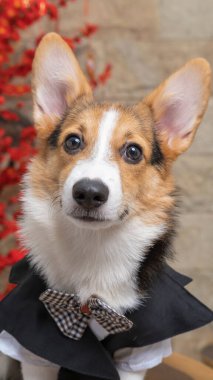 Bir erkek Corgi Pembroke Galsh fotoshoot fotoğraf stüdyosu mavi arka plan temalı elbise ve dekorasyonla izole edilmiş.
