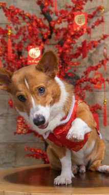 Bir erkek Corgi Pembroke Galsh fotoshoot fotoğraf stüdyosu mavi arka plan temalı elbise ve dekorasyonla izole edilmiş.