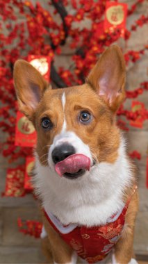 Bir erkek Corgi Pembroke Galsh fotoshoot fotoğraf stüdyosu mavi arka plan temalı elbise ve dekorasyonla izole edilmiş.