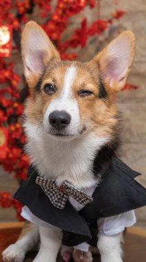 Bir erkek Corgi Pembroke Galsh fotoshoot fotoğraf stüdyosu mavi arka plan temalı elbise ve dekorasyonla izole edilmiş.