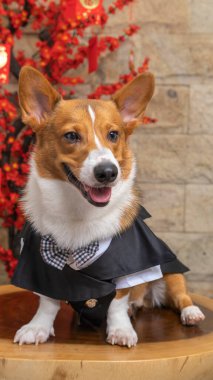 Bir erkek Corgi Pembroke Galsh fotoshoot fotoğraf stüdyosu mavi arka plan temalı elbise ve dekorasyonla izole edilmiş.
