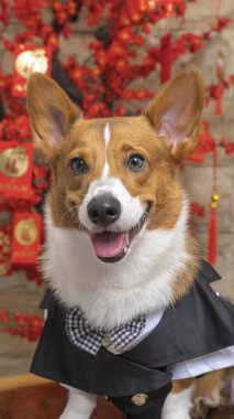 Bir erkek Corgi Pembroke Galsh fotoshoot fotoğraf stüdyosu mavi arka plan temalı elbise ve dekorasyonla izole edilmiş.