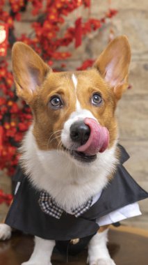 Bir erkek Corgi Pembroke Galsh fotoshoot fotoğraf stüdyosu mavi arka plan temalı elbise ve dekorasyonla izole edilmiş.