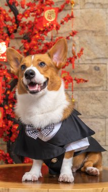 Bir erkek Corgi Pembroke Galsh fotoshoot fotoğraf stüdyosu mavi arka plan temalı elbise ve dekorasyonla izole edilmiş.