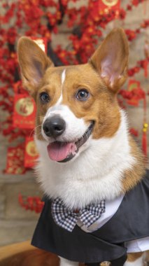 Bir erkek Corgi Pembroke Galsh fotoshoot fotoğraf stüdyosu mavi arka plan temalı elbise ve dekorasyonla izole edilmiş.