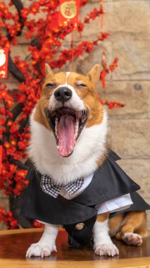 Bir erkek Corgi Pembroke Galsh fotoshoot fotoğraf stüdyosu mavi arka plan temalı elbise ve dekorasyonla izole edilmiş.