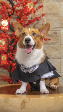 Bir erkek Corgi Pembroke Galsh fotoshoot fotoğraf stüdyosu mavi arka plan temalı elbise ve dekorasyonla izole edilmiş.