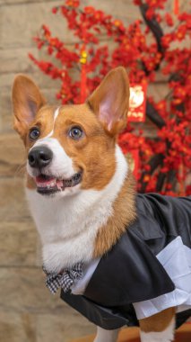 Bir erkek Corgi Pembroke Galsh fotoshoot fotoğraf stüdyosu mavi arka plan temalı elbise ve dekorasyonla izole edilmiş.