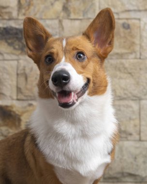 Bir erkek Corgi Pembroke Galsh fotoshoot fotoğraf stüdyosu mavi arka plan temalı elbise ve dekorasyonla izole edilmiş.