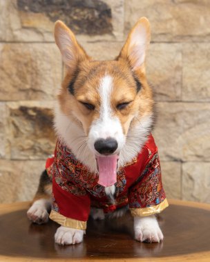 Bir erkek Corgi Pembroke Galsh fotoshoot fotoğraf stüdyosu mavi arka plan temalı elbise ve dekorasyonla izole edilmiş.