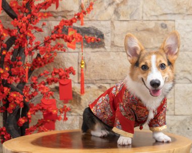 Bir erkek Corgi Pembroke Galsh fotoshoot fotoğraf stüdyosu mavi arka plan temalı elbise ve dekorasyonla izole edilmiş.
