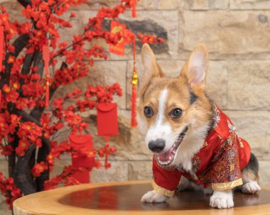 Bir erkek Corgi Pembroke Galsh fotoshoot fotoğraf stüdyosu mavi arka plan temalı elbise ve dekorasyonla izole edilmiş.