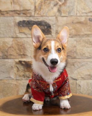 Bir erkek Corgi Pembroke Galsh fotoshoot fotoğraf stüdyosu mavi arka plan temalı elbise ve dekorasyonla izole edilmiş.