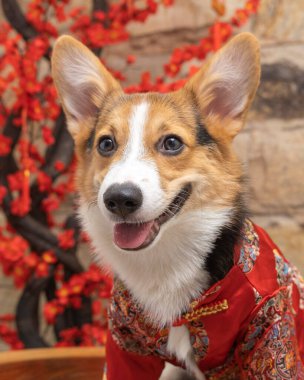Bir erkek Corgi Pembroke Galsh fotoshoot fotoğraf stüdyosu mavi arka plan temalı elbise ve dekorasyonla izole edilmiş.